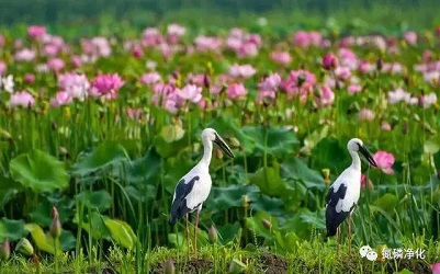  说说污水处理反硝化的因素有什么？-复合碳源 